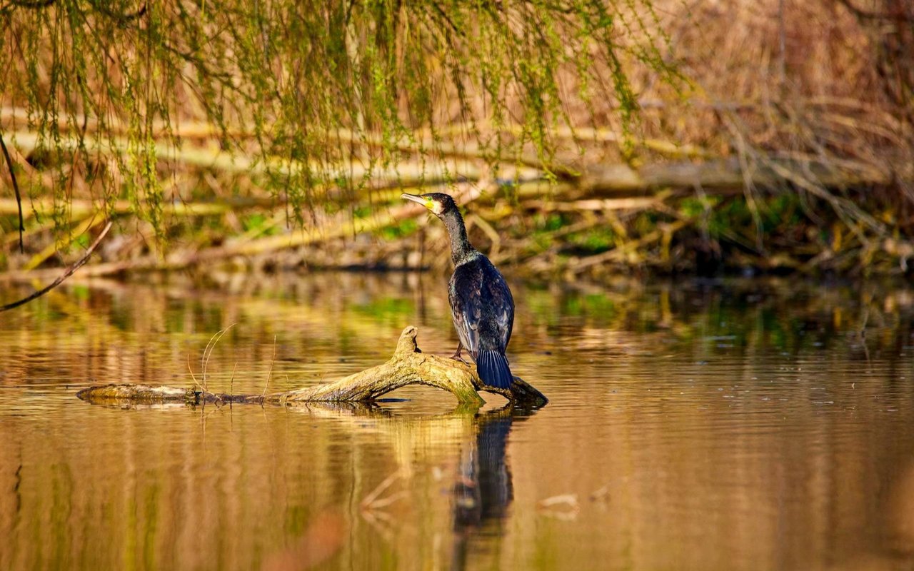 $4B Everglades Restoration Underway