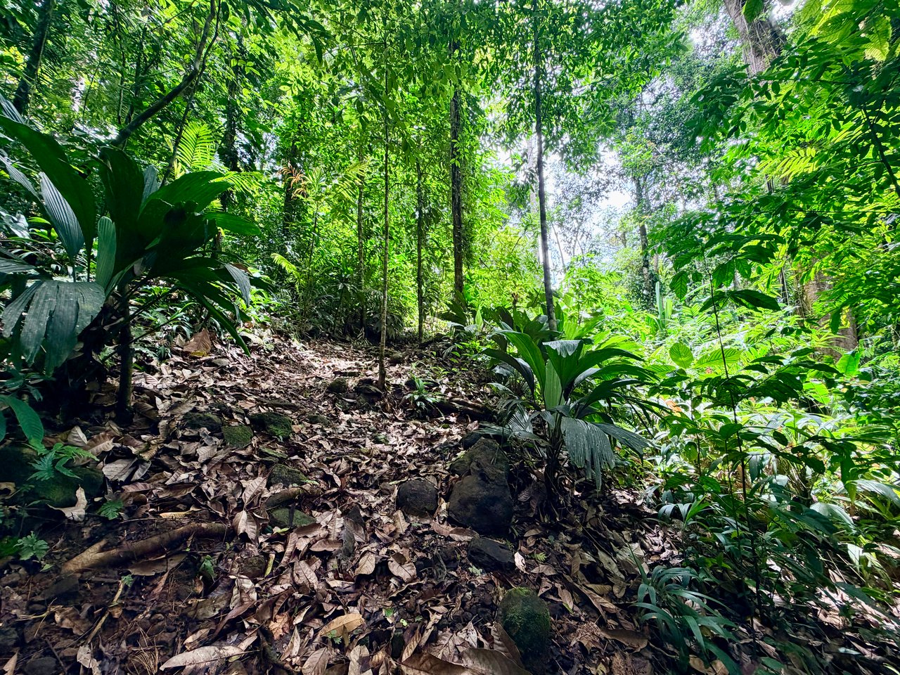 La Unión Road Development – Buildable Lots with River Access in Uvita