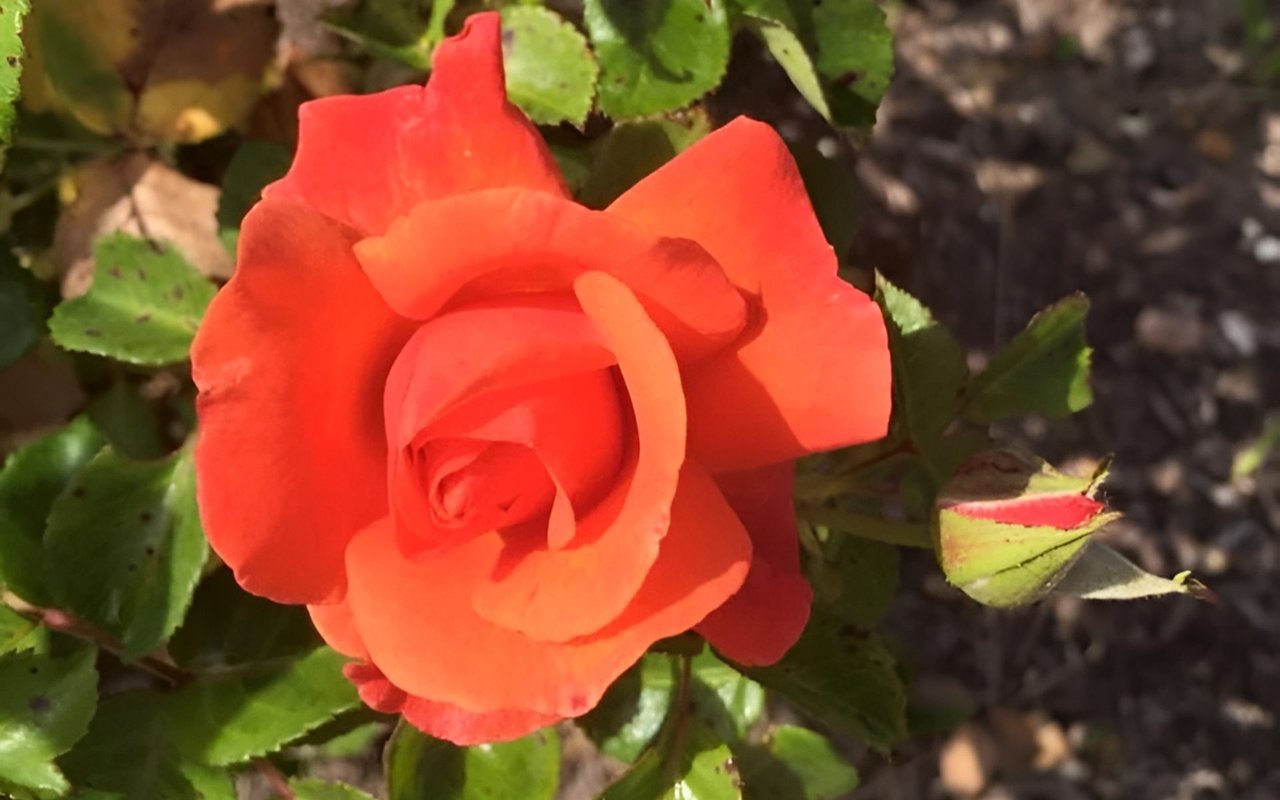Coral-orange rose surrounded by green leaves, with an unopened bud beside it.