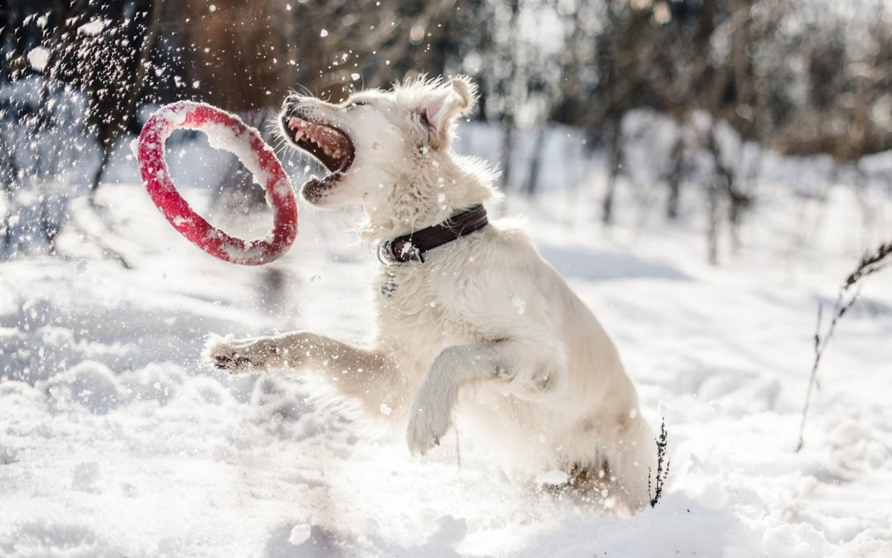 Fun with Your Pets in Keystone, CO
