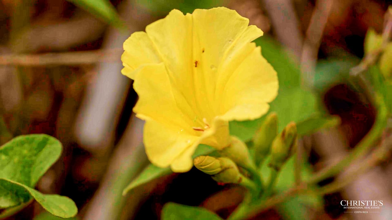 Blossom Hill Parcel in Santa Teresa
