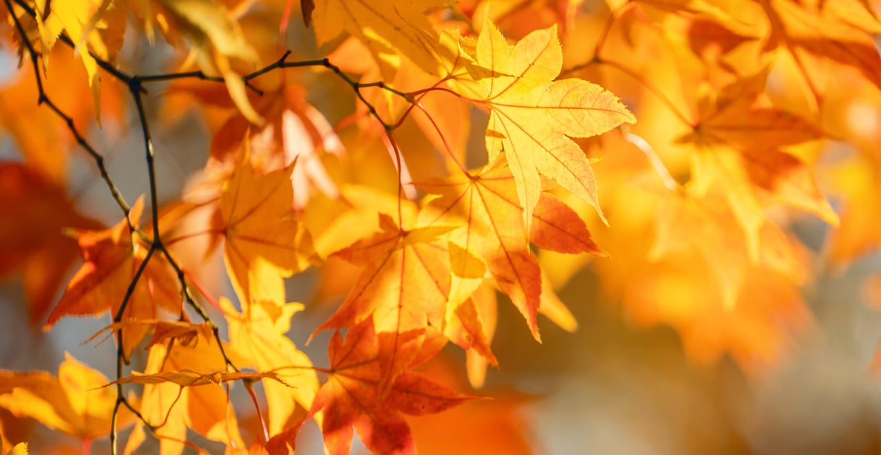 Golden autumn maple leaves glowing in sunlight on dark branches.