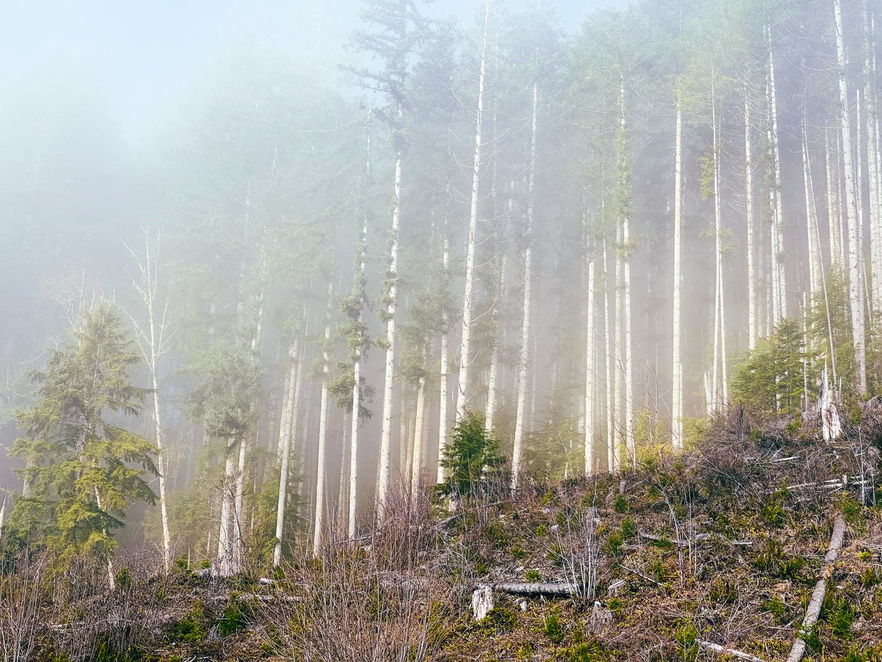 Waite Creek Woodlands