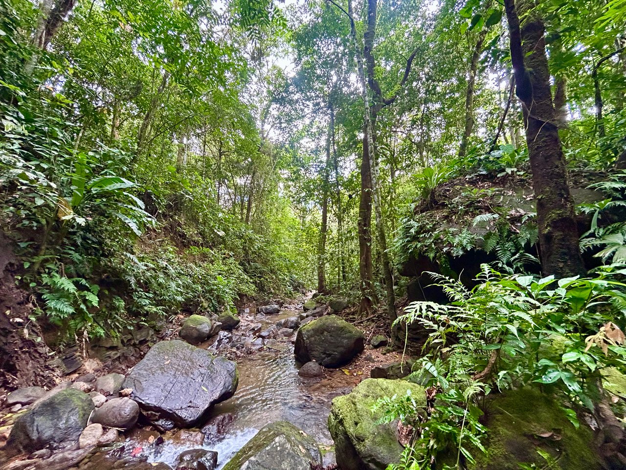 Selva Vista Estate – 5.9 Acres of Wild Beauty