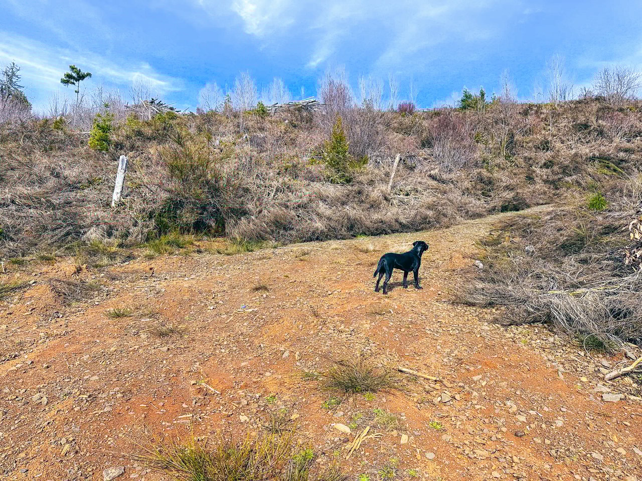 Smith River Back Woods