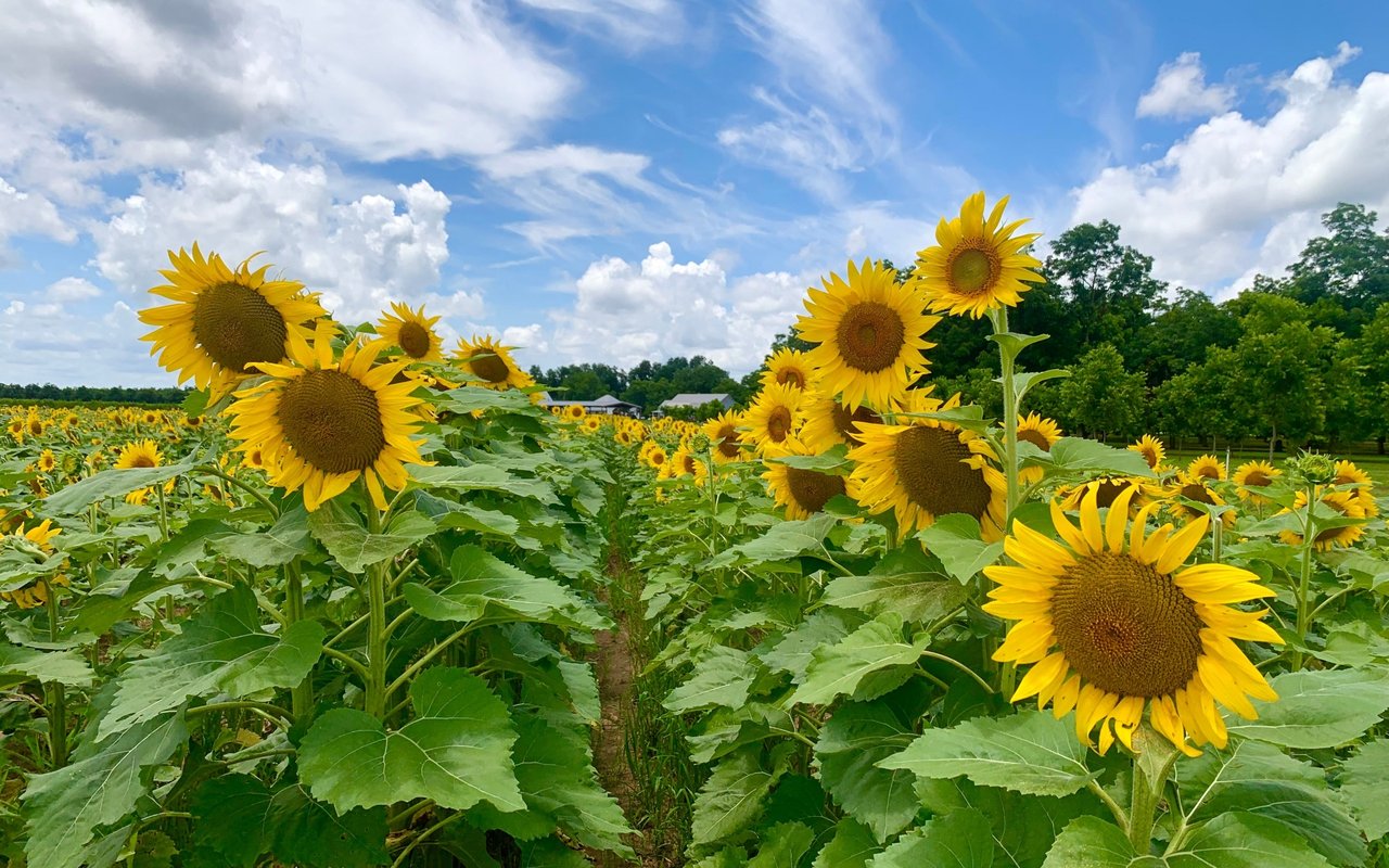 A Memorable Sunflower filled Day at Wickham Farms