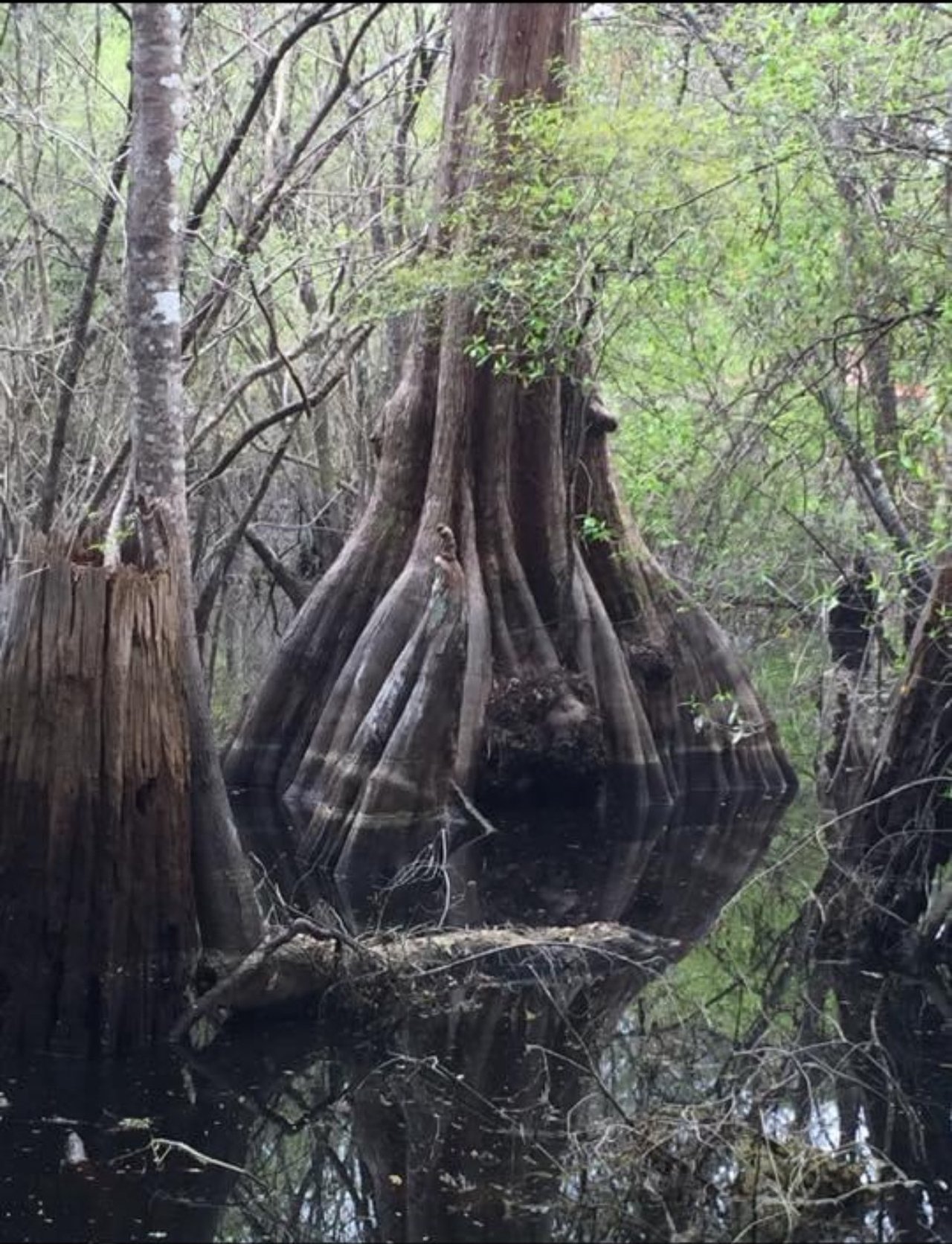 Why So Many Buyers Are Moving to Coastal Georgia