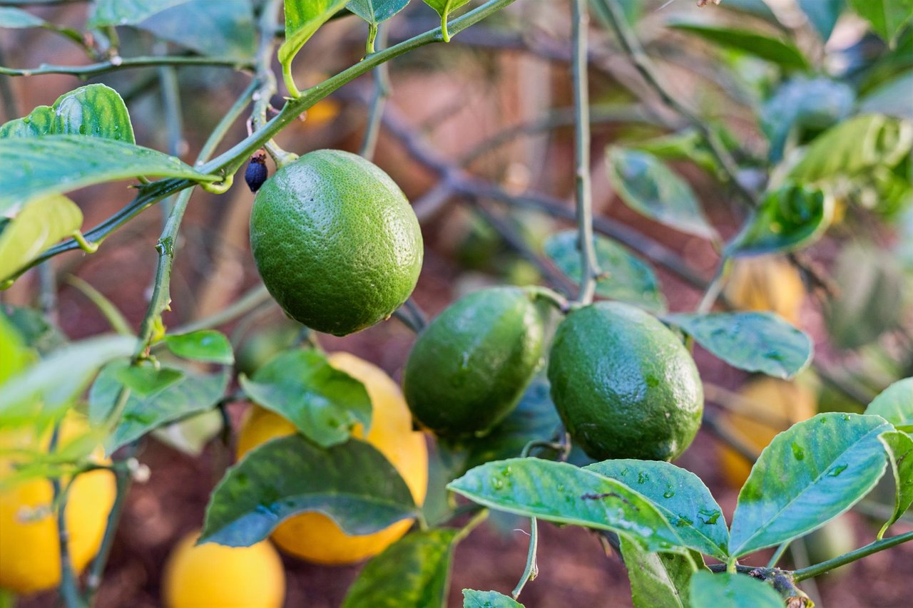 Citrus fruit growing among leafy branches beside a brick wall.