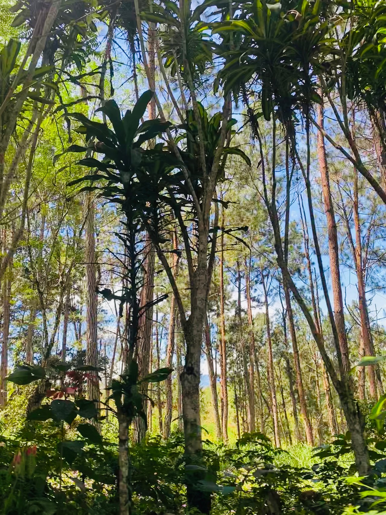 54 Acre Ranch in San Vito, Coto Brus