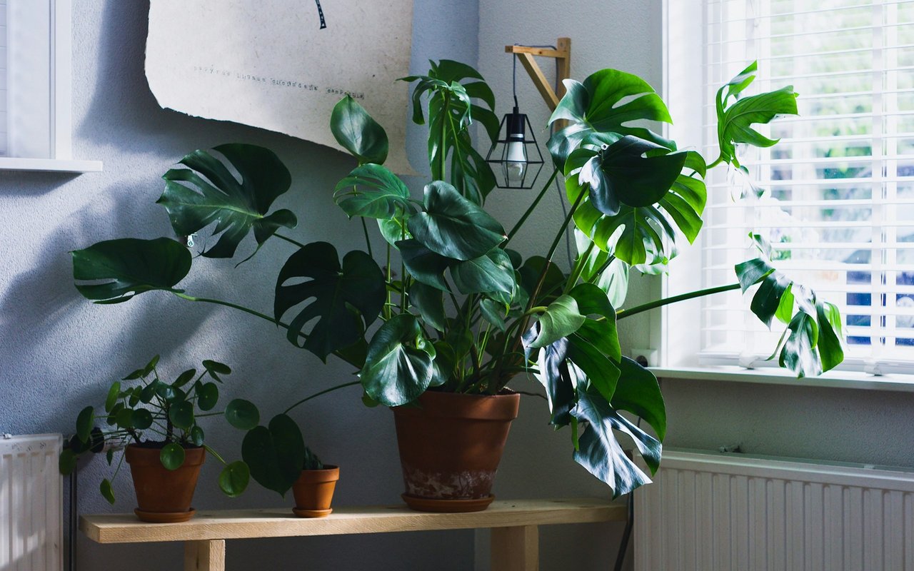 Potted houseplants on a wooden shelf beside a bright window, including a large monstera.