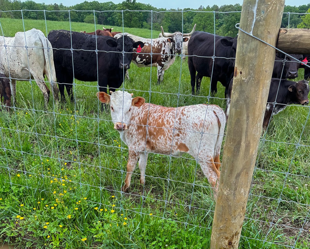 Fencing the Land: What Buyers and Owners Need to Know About Farm Fencing in Central Virginia