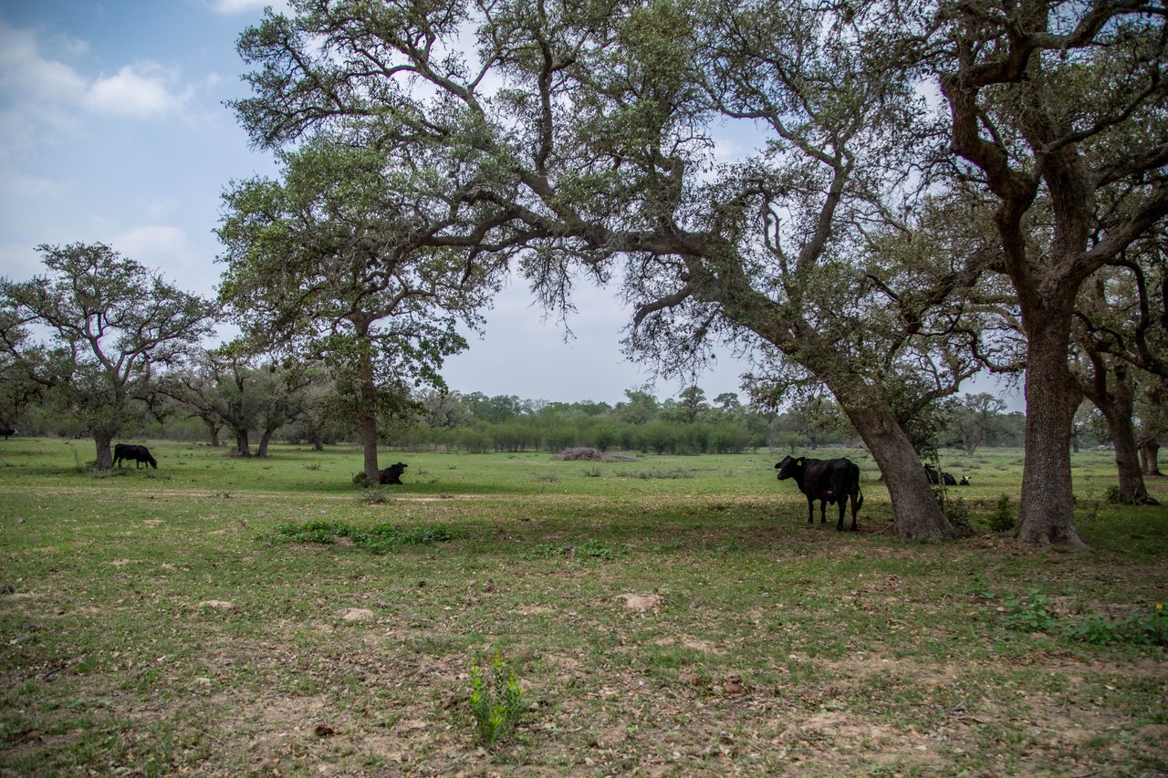 Five Mile Creek Reserve | 252.73± Acres-High Fence | DeWitt County, TX