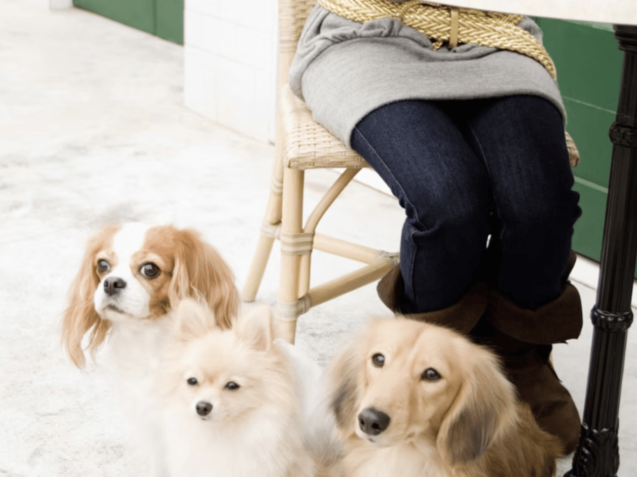 Pet-Friendly Places in Austin: Parks, Cafes, and More cover