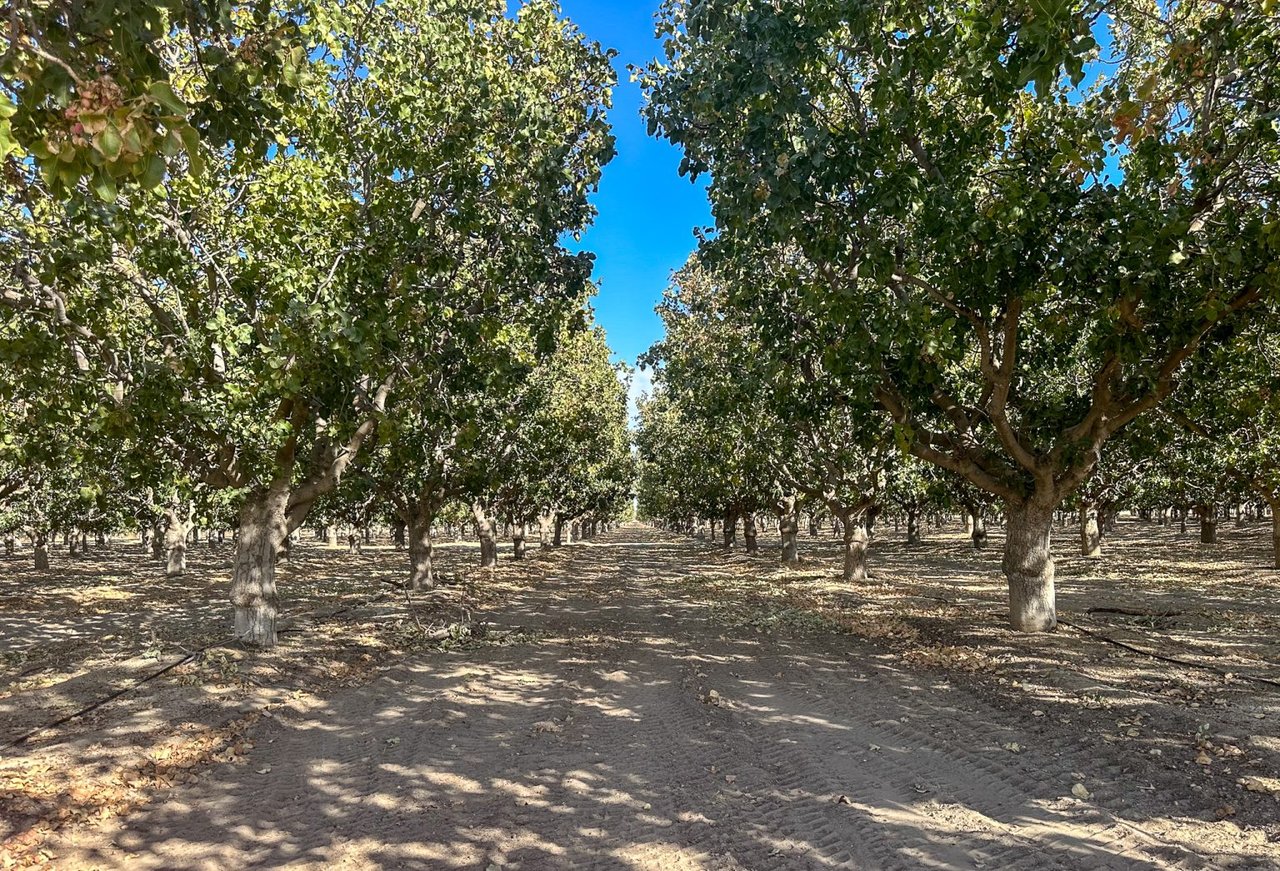 338.24 +/- Acres of Buttonwillow Pistachio’s and Open Farmland