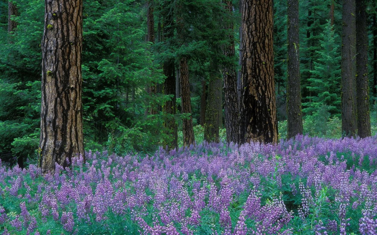 Chiwawa River Pines