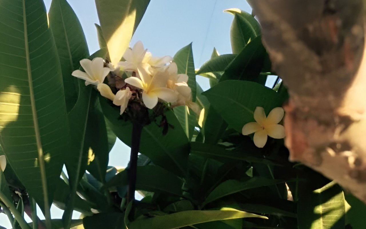 White and pale yellow plumeria flowers among broad green leaves in sunlight.