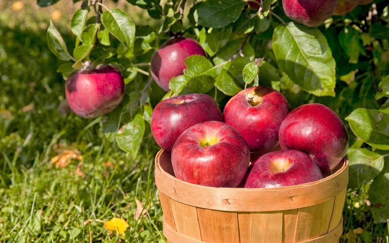 Pick Your Own Apples Near Charlotte