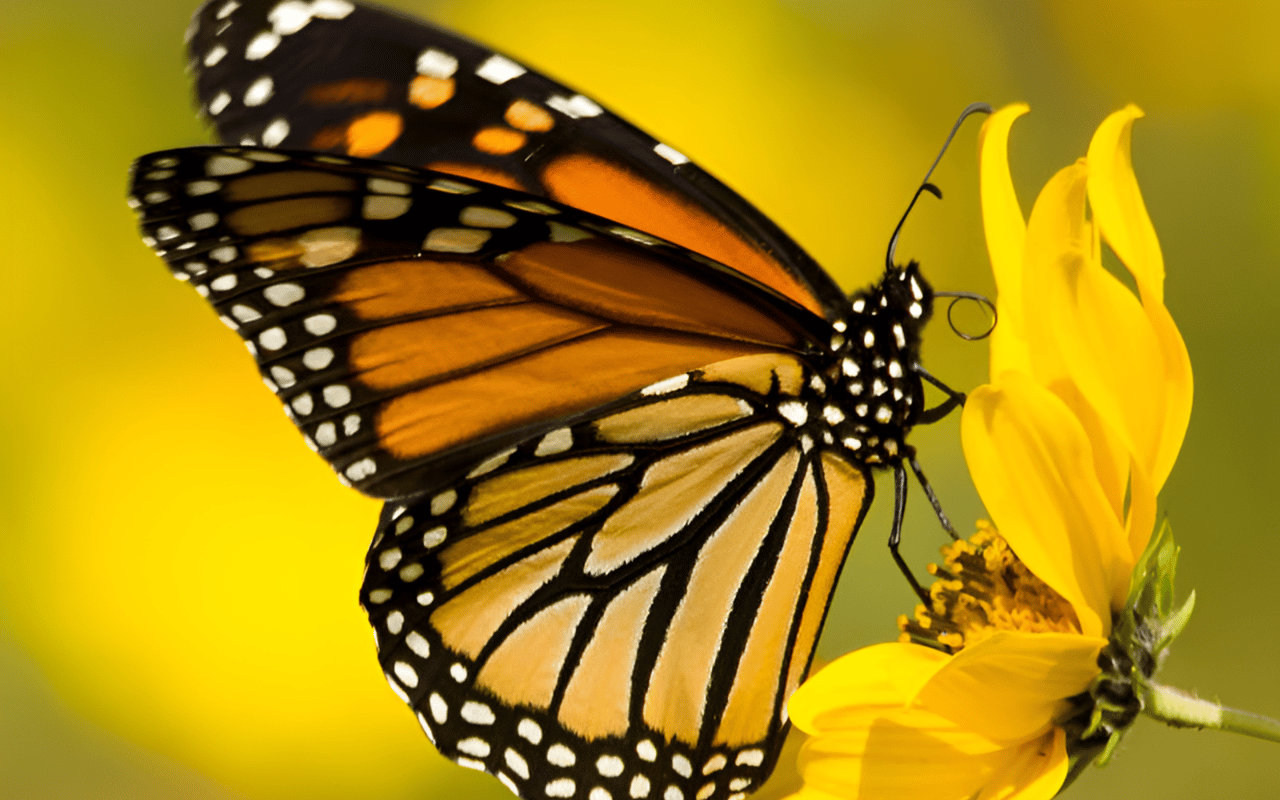 Butterfly Season