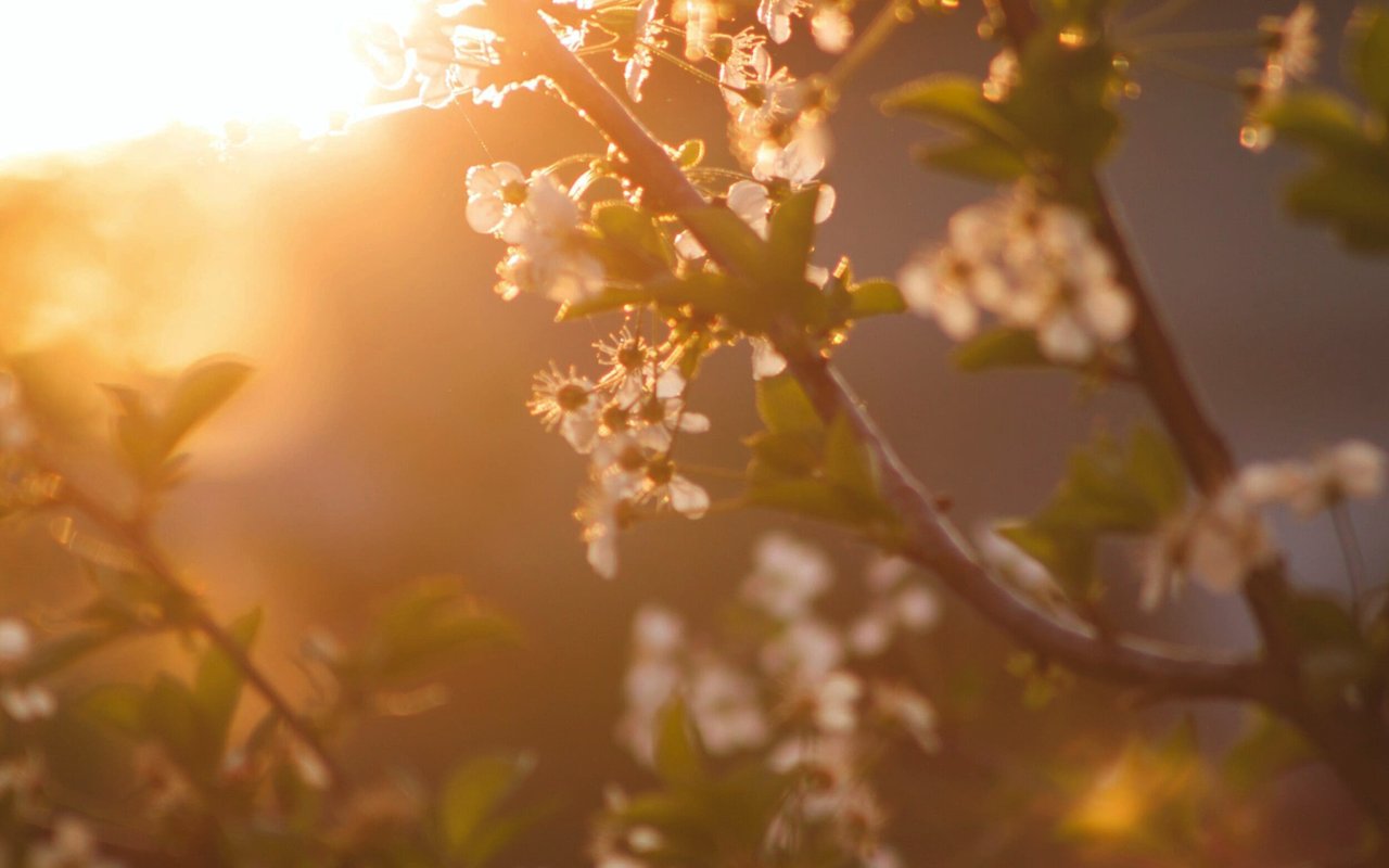 Spring Market Survival Guide: For Buyers & Sellers