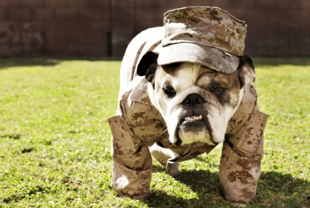 Memorial Day vs Veterans Day: Getting it Straight
