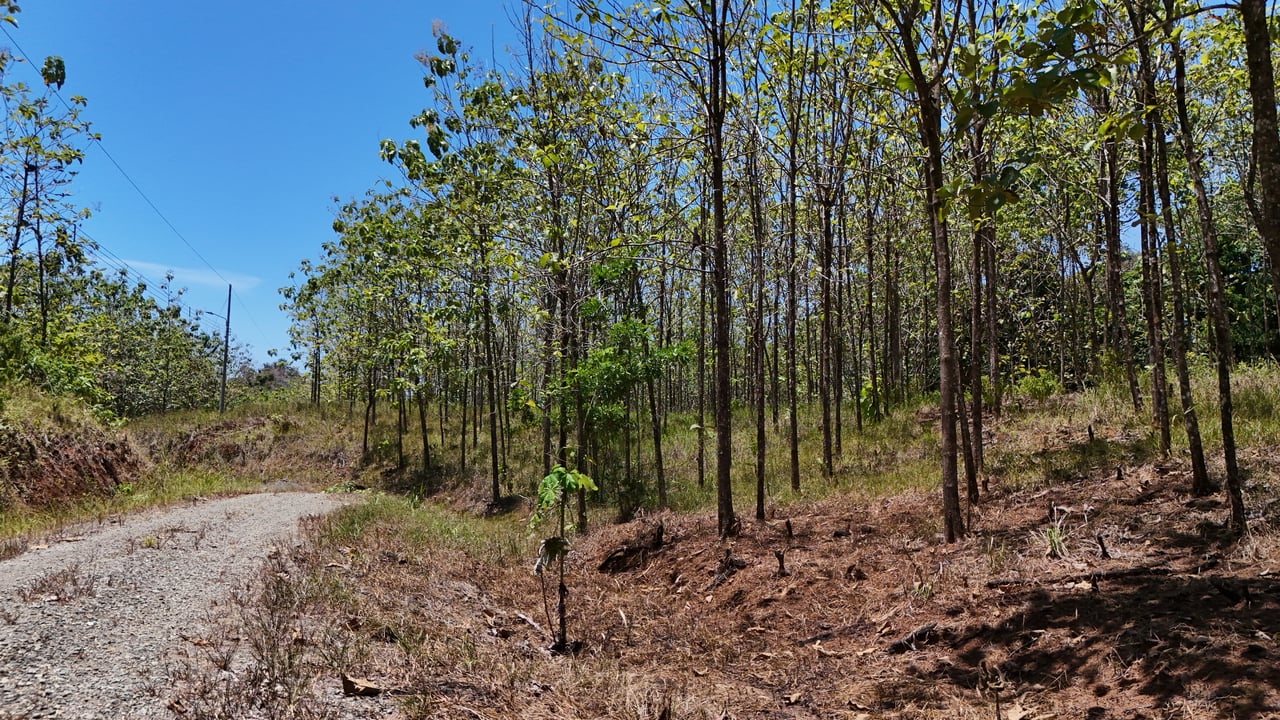 Prime 1.24-Acre Land in Matapalo / San Andrés – Ready to Build