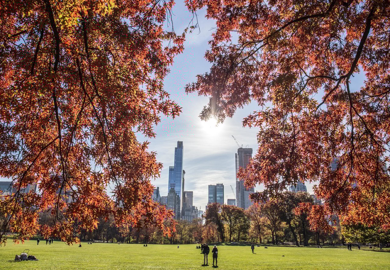 Scenic view in Houston showcasing a lush green park framed by autumn-colored tree branches, with high-rise buildings visible in the background under a bright, clear sky, reflecting the city's blend of nature and modern real estate.