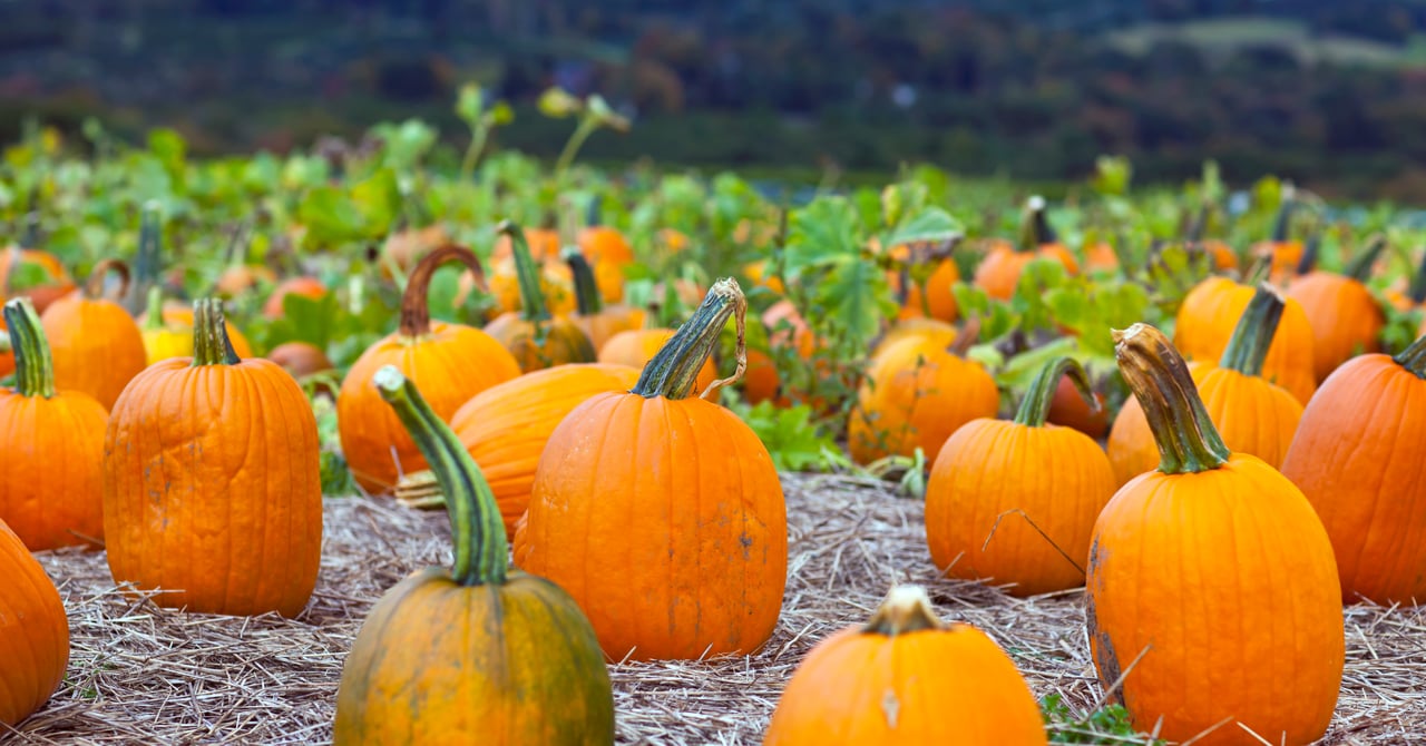 Fall Festivities Across the Monterey Peninsula
