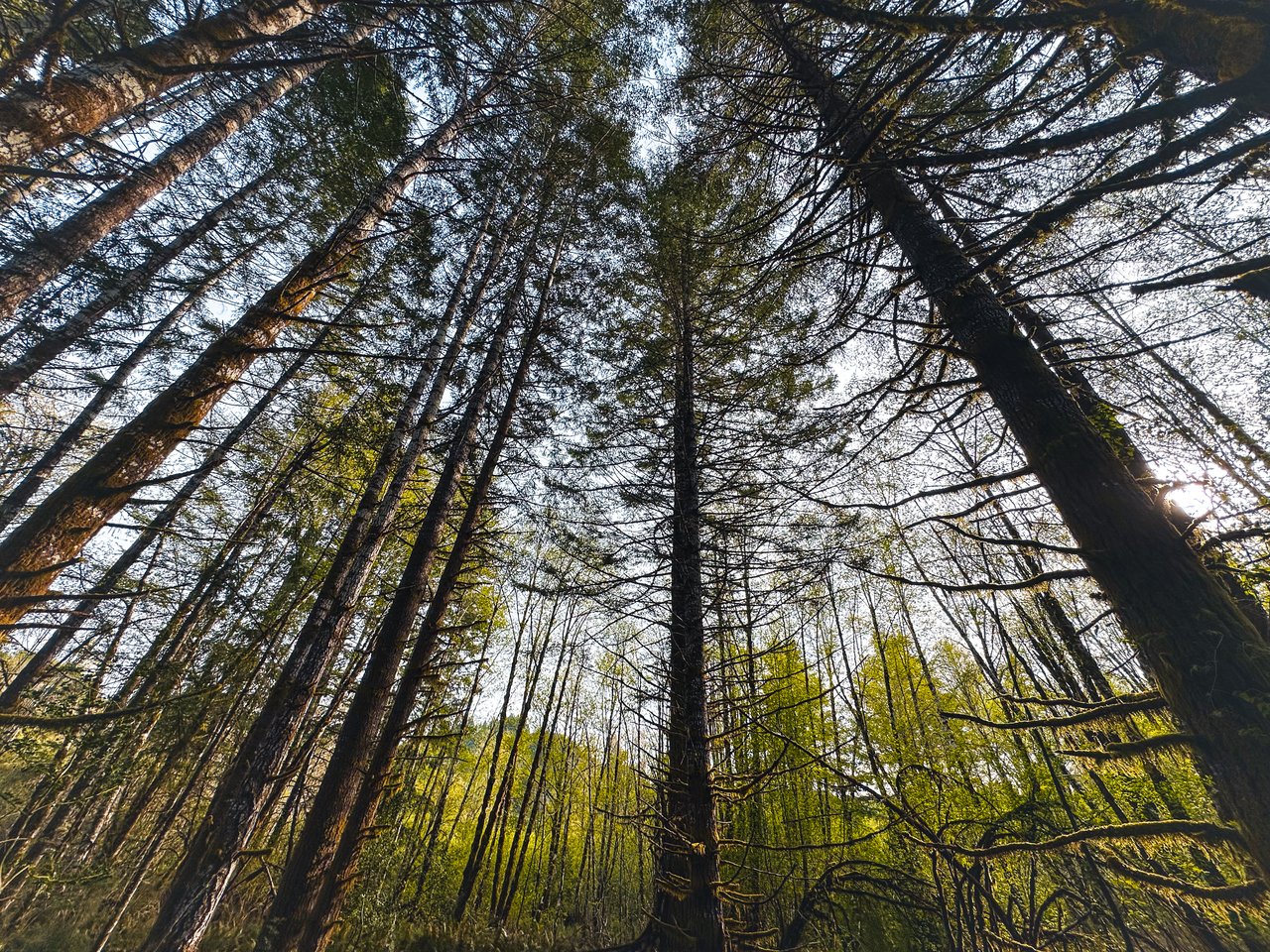 Nelson Mountain Meadows