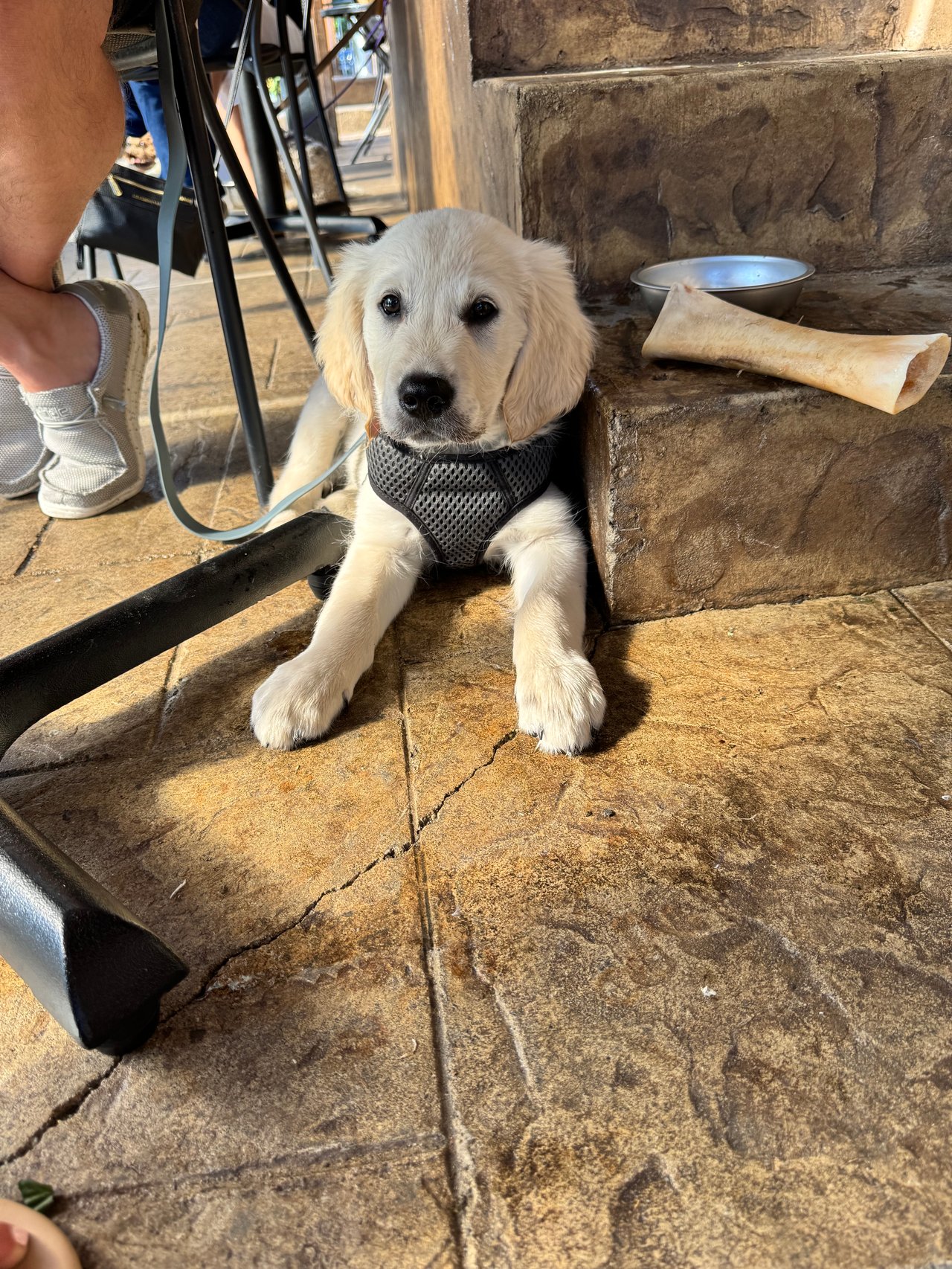 Best Dog Friendly Restaurants & Patios in Snohomish County
