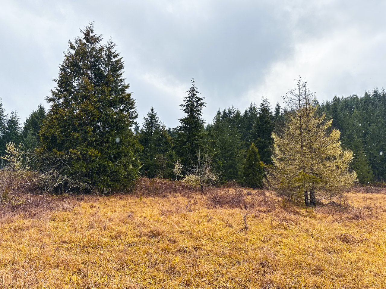 Coast Fork Woodland Meadows