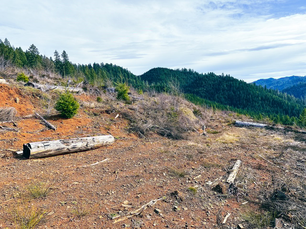 Smith River Back Woods