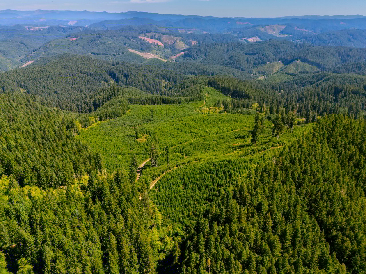 LINCOLN-HILLTOP TREEFARM Sealed Bid Offering 