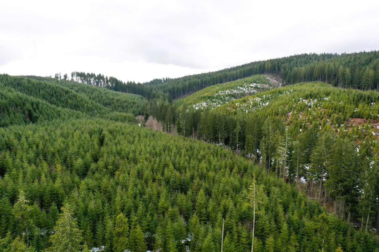 ARC Woods