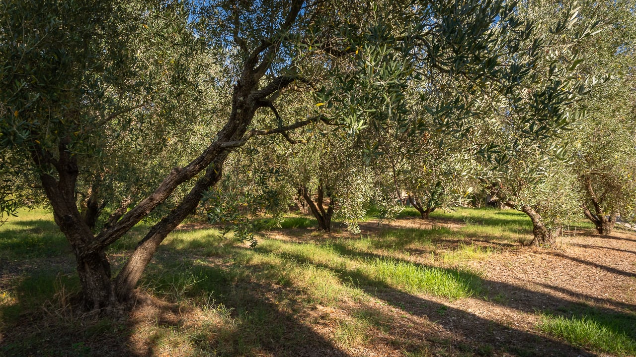 IL LEONE DEL FIORA