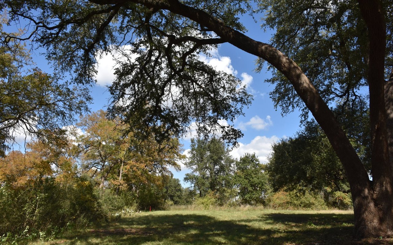 A grassy clearing beneath sprawling oak trees.