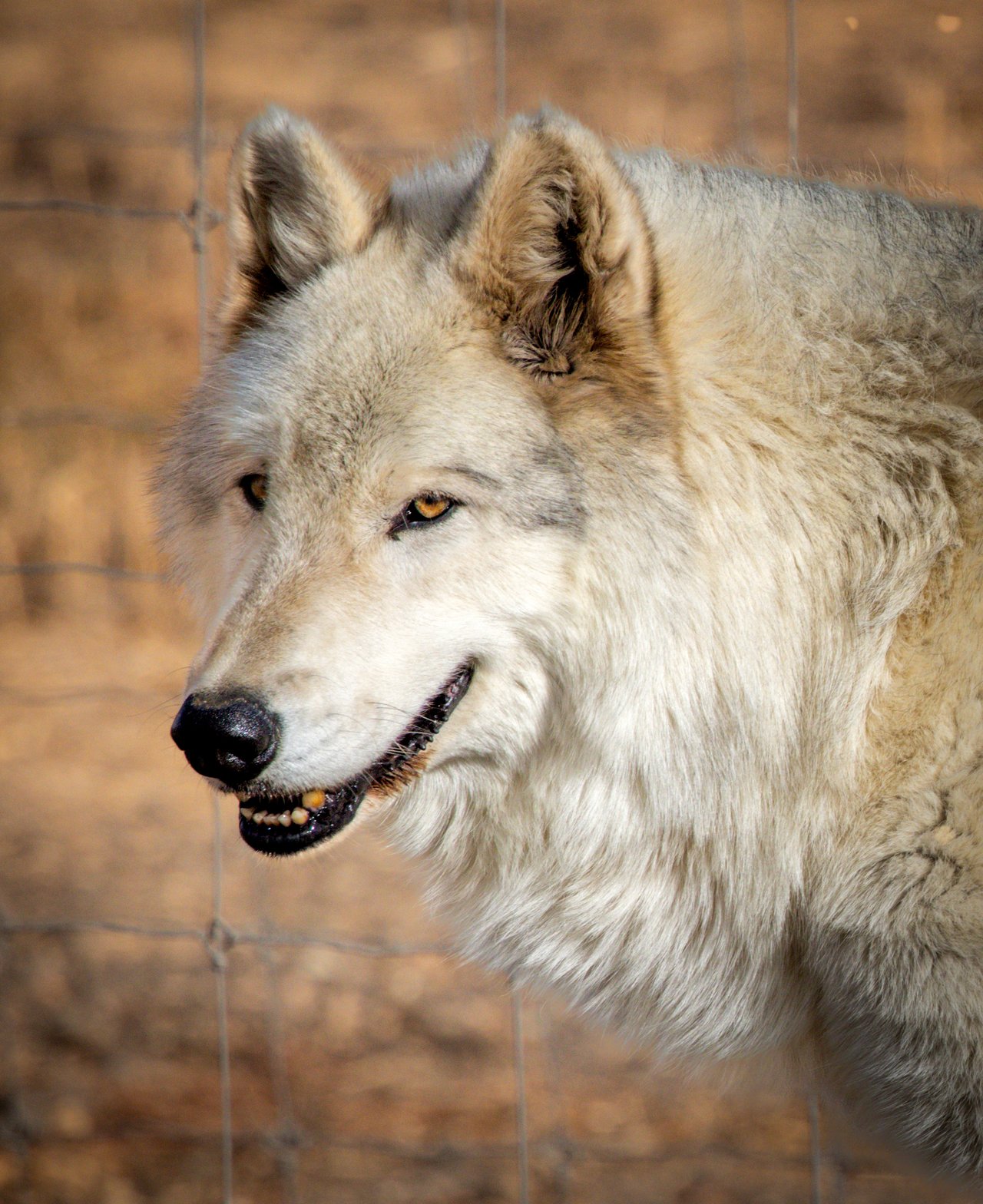 Into the Wild: Monica Breckenridge’s Unforgettable Journey at The Wild Animal Sanctuary Subtitle