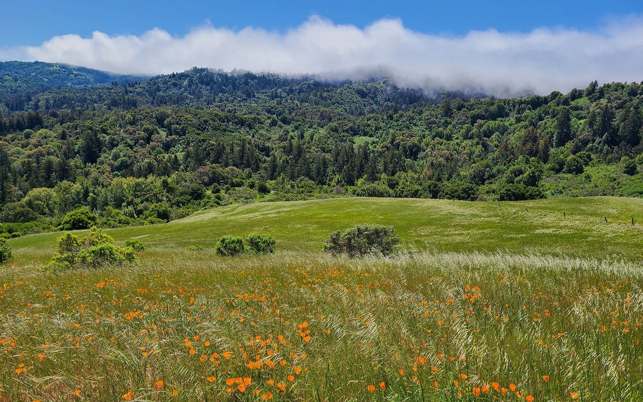 Portola Valley