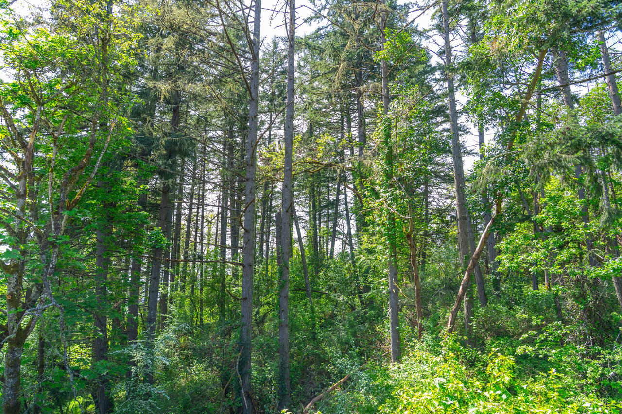 SUTHERLIN WOODLOTS