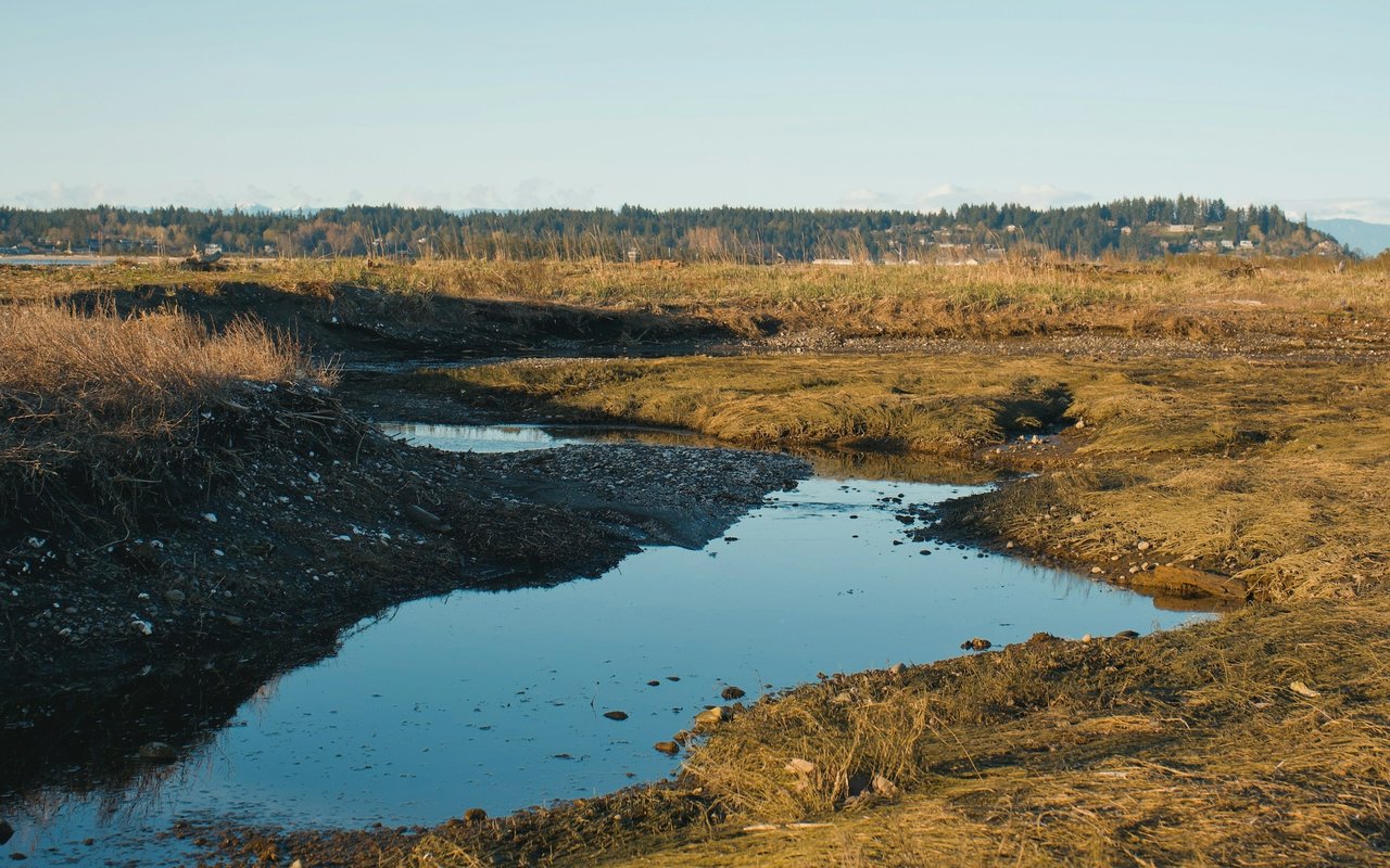 A shallow creek winds through a grassy wetland toward a distant tree line.