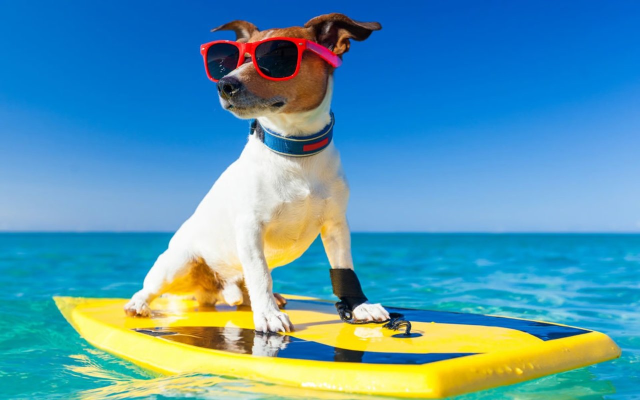 Relocating To Costa Rica With Your Pet