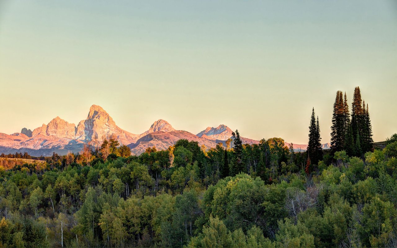 Teton mountains glow above a forest of green and autumn-colored trees.