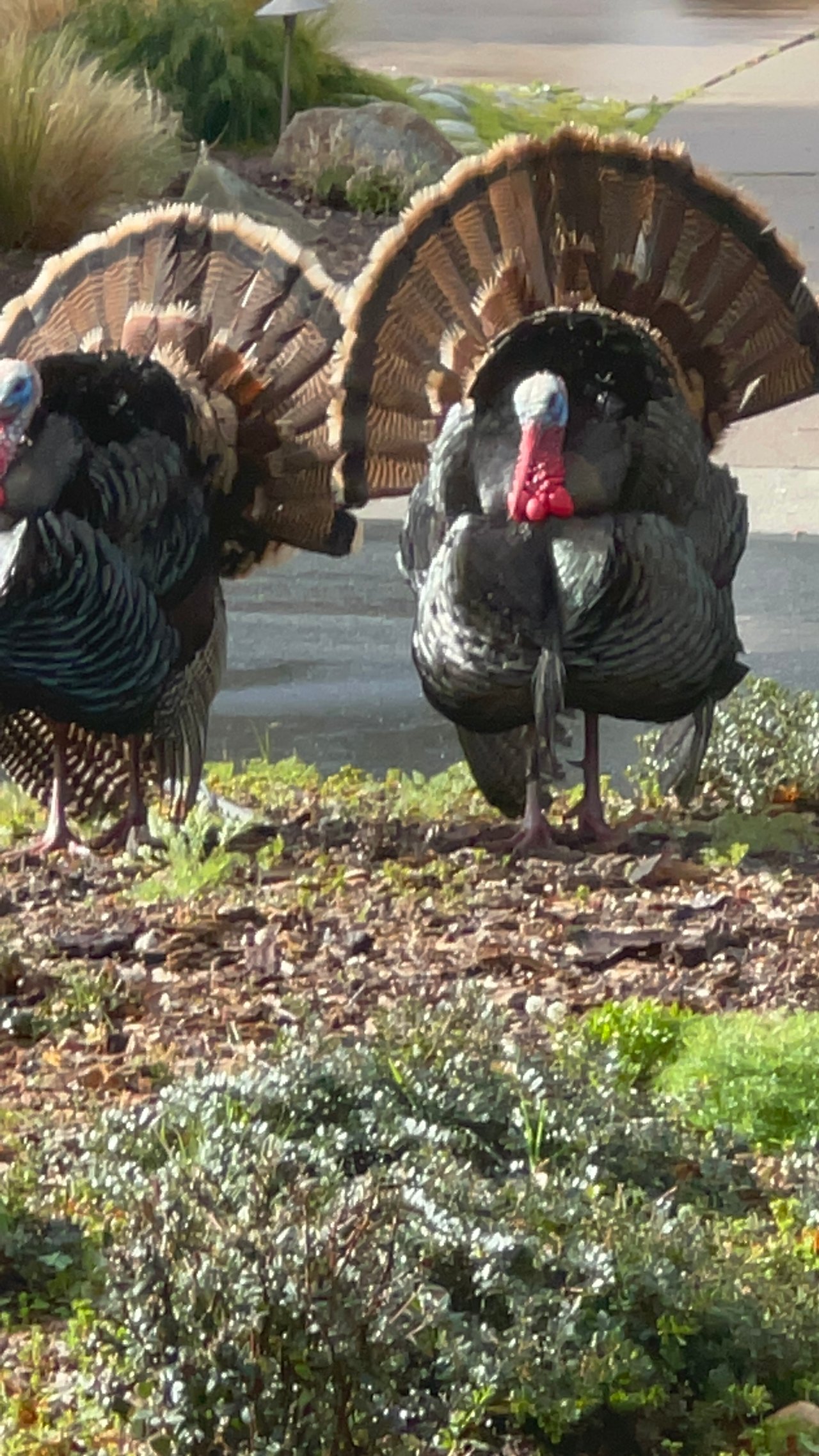 Carmel CA 93923