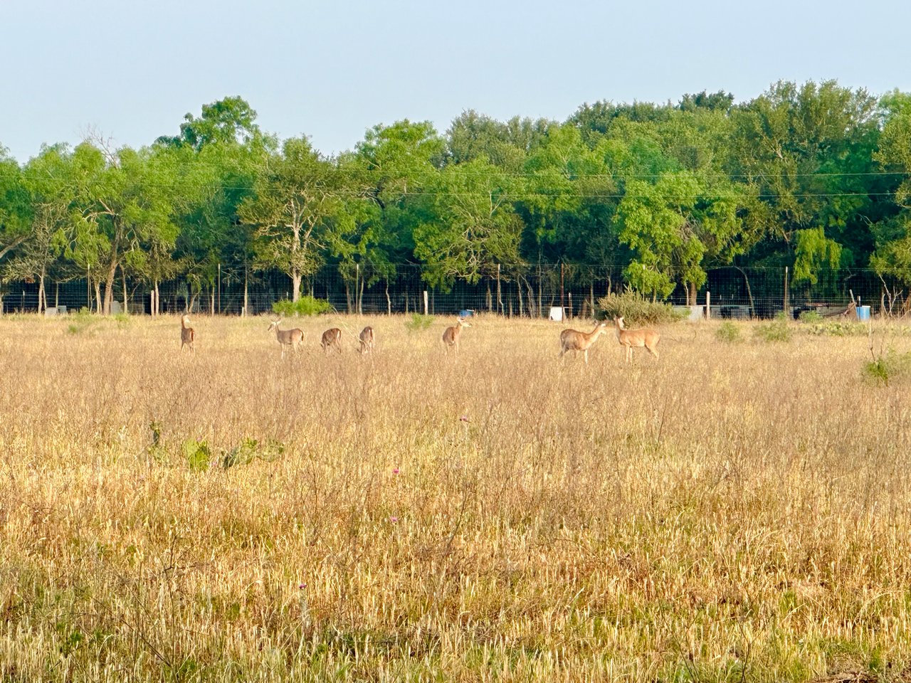 Revival Ranch TX
