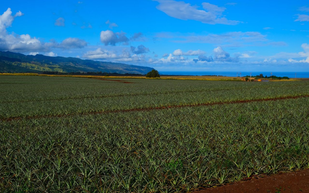 Wahiawa