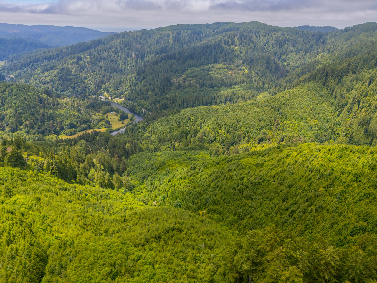 MILL CREEK FOREST