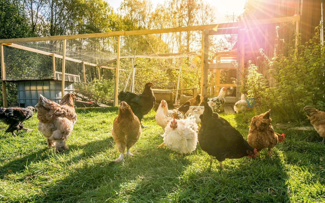 What you need to know about Backyard Chickens in the DMV