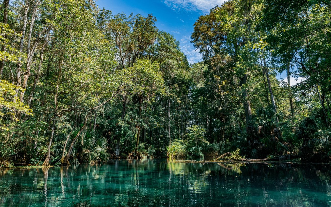 Turquoise spring bordered by dense forest and palmettos.