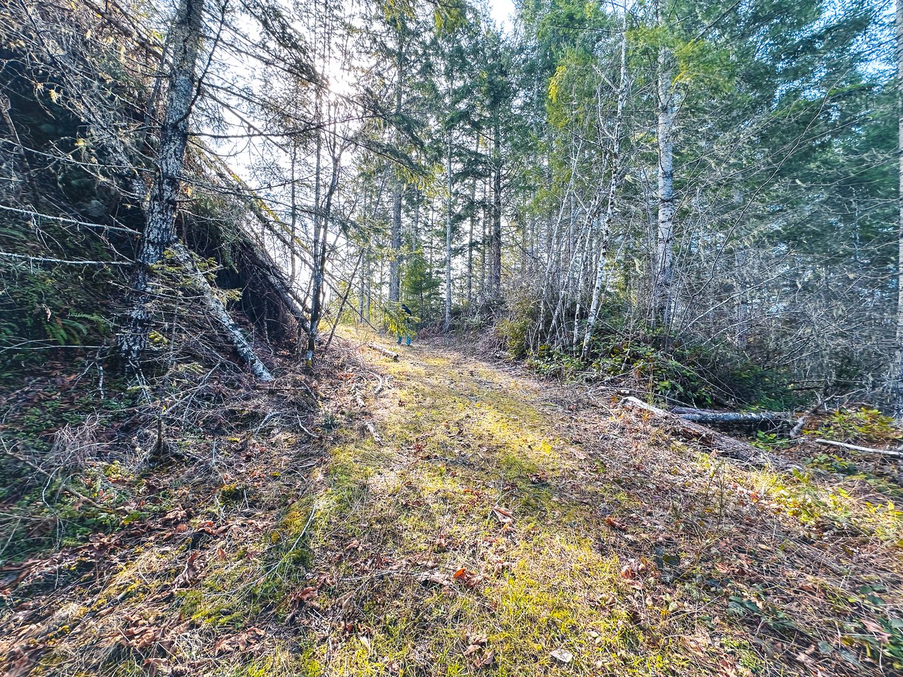 Smith River Back Woods