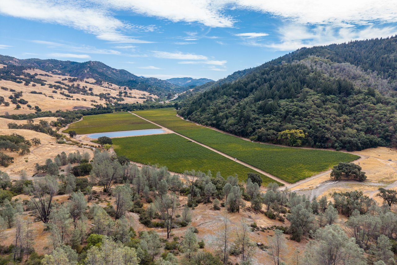 Valentine Vineyard
