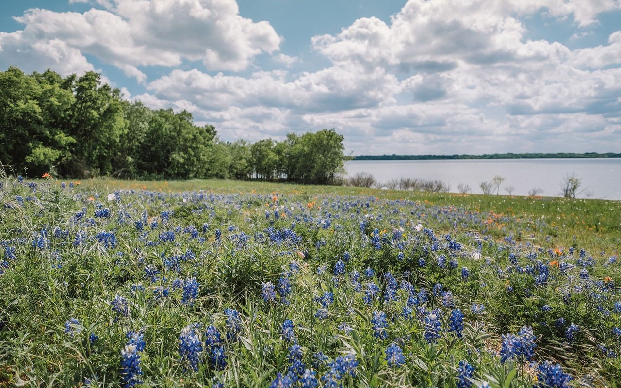 Bluebonnets bloom in a lakeside field beneath a partly cloudy sky.